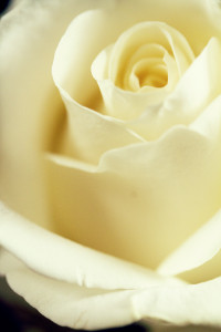 Cream rose close up shot