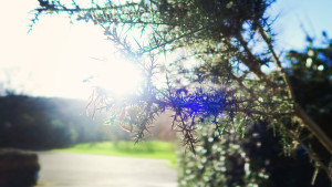 Backlit leaves