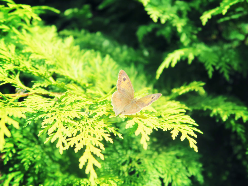 butterfly-closeup