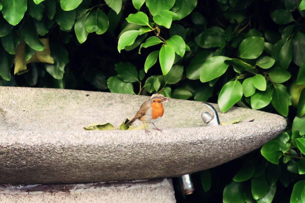 cute-little-robin
