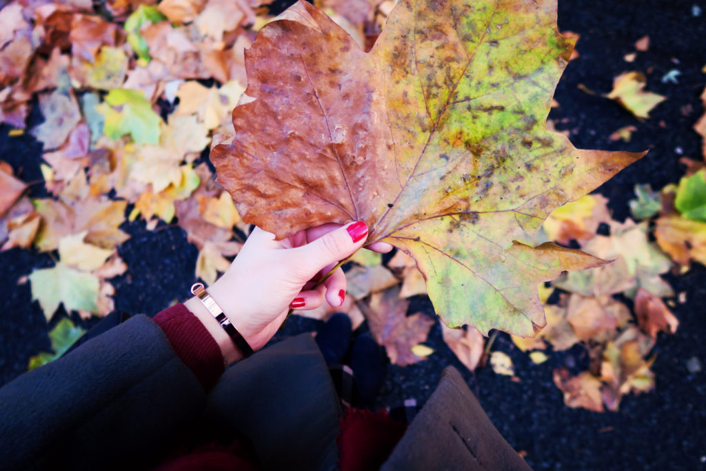 huge-autumn-leaf