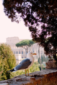 Seagull sitting on wall. Coloseum in background. Rome Italy.